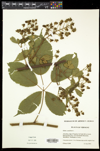 Rubus canadensis image