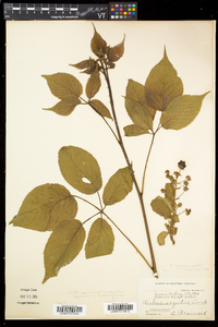 Rubus canadensis image