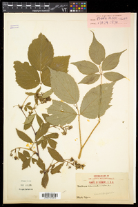 Rubus canadensis image