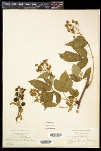 Rubus canadensis image