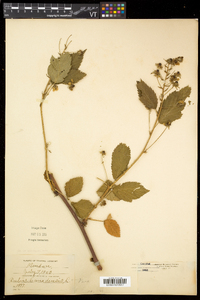 Rubus canadensis image