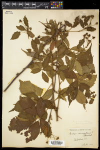 Rubus canadensis image