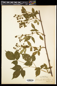 Rubus canadensis image