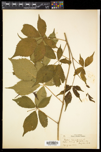 Rubus canadensis image