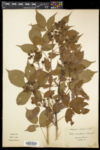 Rubus canadensis image