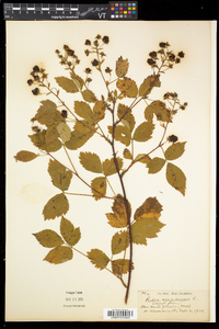 Rubus canadensis image