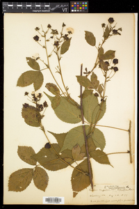 Rubus canadensis image