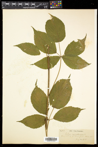 Rubus canadensis image