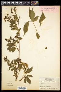 Rubus canadensis image