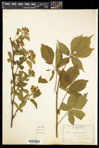 Rubus canadensis image