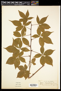 Rubus canadensis image