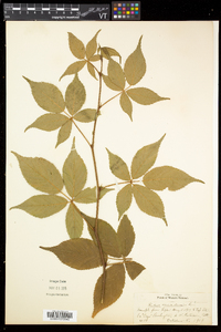 Rubus canadensis image