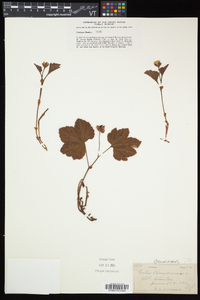 Rubus chamaemorus image