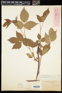 Rubus elegantulus image