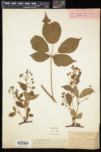 Rubus elegantulus image