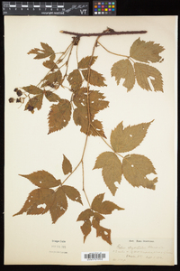 Rubus elegantulus image