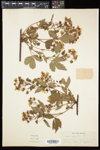 Rubus elegantulus image