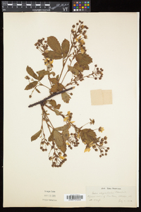 Rubus elegantulus image