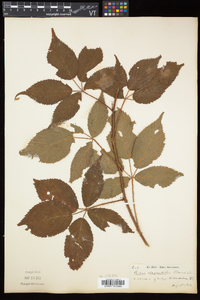 Rubus elegantulus image