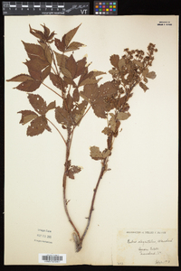 Rubus elegantulus image