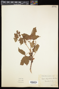 Rubus elegantulus image