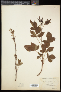 Rubus elegantulus image