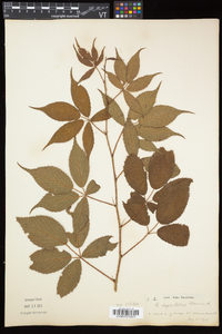 Rubus elegantulus image