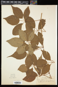 Rubus elegantulus image