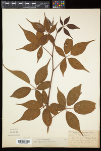 Rubus elegantulus image