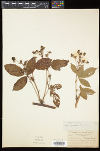 Rubus elegantulus image