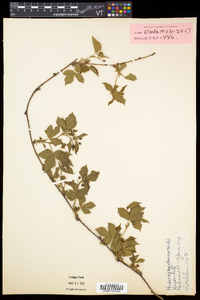 Rubus flagellaris image