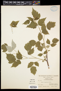 Rubus flagellaris image