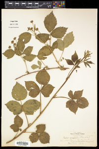 Rubus flagellaris image