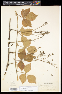 Rubus flagellaris image