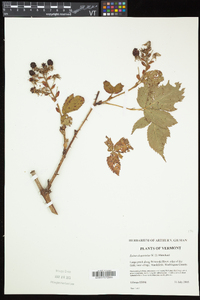 Rubus elegantulus image