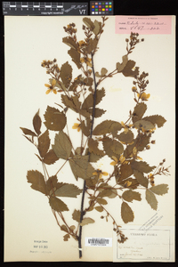 Rubus elegantulus image