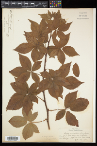 Rubus elegantulus image