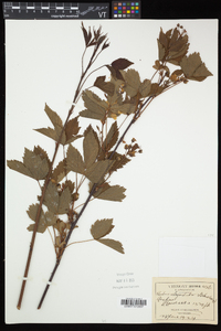 Rubus elegantulus image