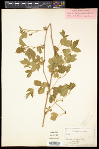 Rubus flagellaris image