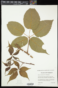 Rubus elegantulus image