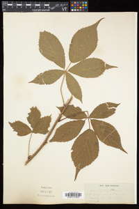 Rubus elegantulus image