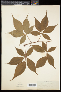 Rubus elegantulus image