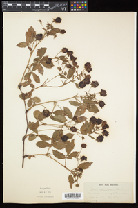 Rubus elegantulus image