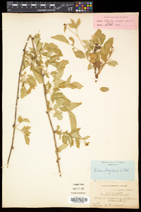 Rubus flagellaris image