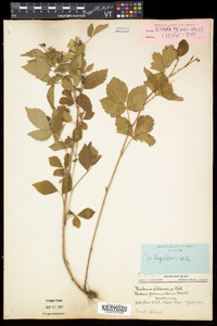 Rubus flagellaris image