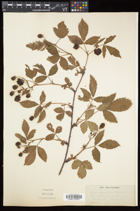 Rubus elegantulus image