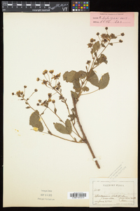 Rubus elegantulus image