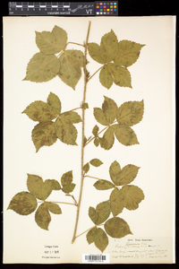 Rubus flagellaris image