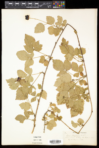 Rubus flagellaris image