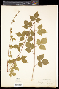 Rubus flagellaris image